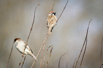Sparrow birds also known as Passer Montanus