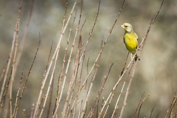 Greenfinch in beautiful light green colors