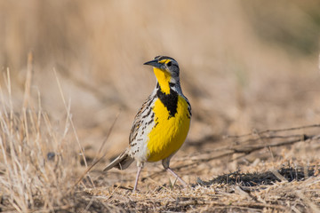 Western Meadowlark Basking in the Sun while Singing and Foraging for Food