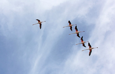 vol de flamants