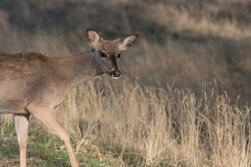White-tailed Deer Giving a Suspicious Look