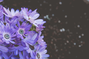 Purple flowers on dark background