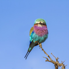 Lilac-breasted roller in Kruger National park, South Africa