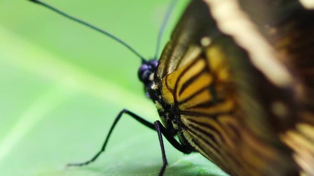 Borboleta amarela.