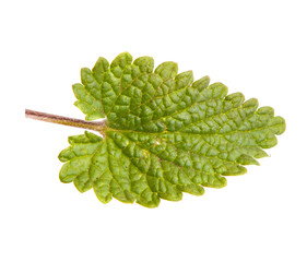 Small mint bush isolated on white background