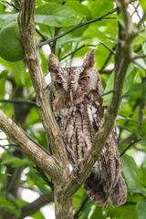 EASTERN SCREECH OWL