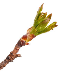 Branches of currant bush with young leaves