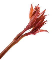 Young peony sprouts. Isolated on white background