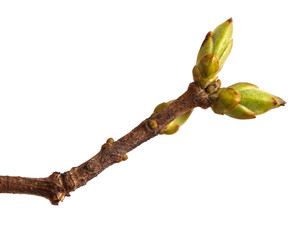 Swollen green buds on a branch of lilac. on a white background