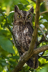 EASTERN SCREECH OWL