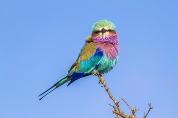 Lilac-breasted roller in Kruger National park, South Africa