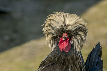 Holland dwarf rooster