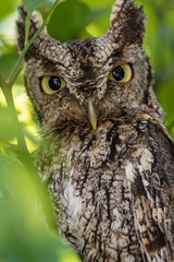 EASTERN SCREECH OWL