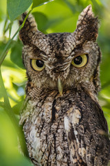 EASTERN SCREECH OWL