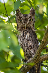 EASTERN SCREECH OWL