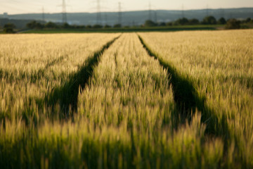Getreidefelder im Sommer