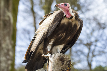 Vulture