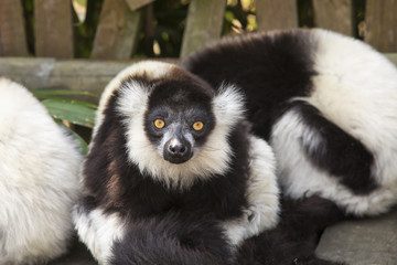 White and black lemur