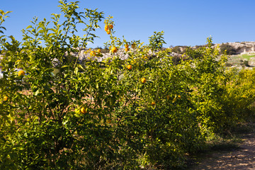 Fototapeta na wymiar Ripe lemons hanging on a tree in Greece with sun rays shining through the leaves
