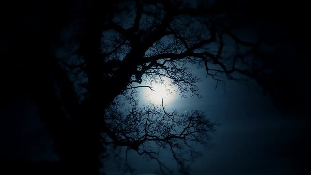full moon shining through oak tree branches