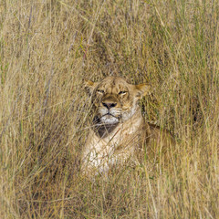 African lion in Kruger National park, South Africa