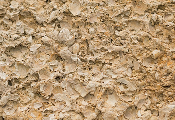Background with wall from shell rock material