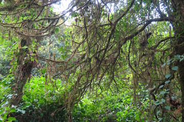 trees with moss in the forest, mountain top