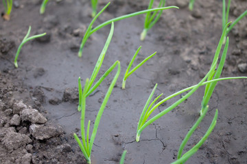 Homemade vegetable green onion on a vegetable plantation in the garden.