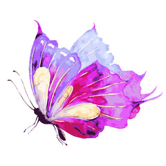Fototapeta na wymiar pink butterfly,watercolor,isolated on a white