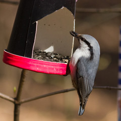 Eurasian or wood nuthatch, Sitta europaea, close-up portrait at bird feeder with seed in beak,...