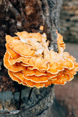 Yellow mushroom on a tree. Laetiporus sulphureus