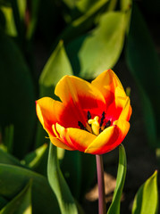 Orange-red tulip in full bloom