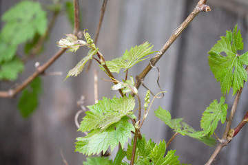 Homemade vegetable young green grapes outdoors in the garden.