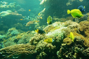 tropische Unterwasserwelt