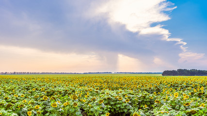Large field of ripe sunflowers. Summer agricultural landscape.
