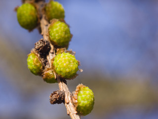 Siberian larch cone buds on branch in spring on bokeh background, selective focus, shallow DOF