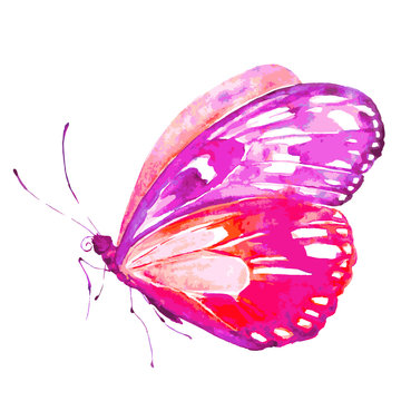 pink butterfly,watercolor,isolated on a white