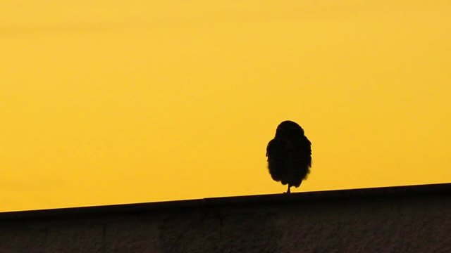 Silhueta de coruja ao por do sol.