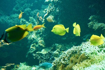 Naklejka na ściany i meble exotische Fische im Korallenriff
