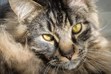 Cute tabby Maine Coon with deep yellow eyes