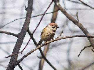 Eurasian Tree Sparrow, Passer montanus, close-up portrait in branches with bokeh background, selective focus, shallow DOF