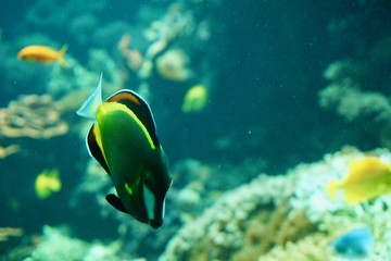 Fototapeta na wymiar Fische schwimmen im Korallenriff
