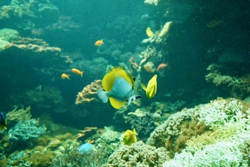 Fototapeta na wymiar exotische Fische