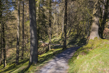 Wooded Area at Tarn Hows