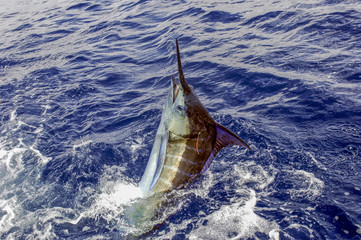 Fototapeta premium Tagged Striped Marlin. Tagged for research