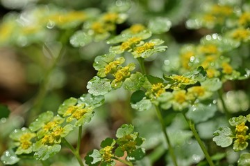 Wechselblättriges Milzkraut (Chrysosplenium alternifolium) mit Tautropfen