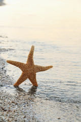 Starfish on a beach sand near water