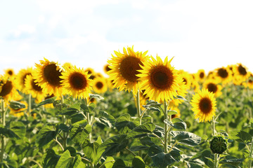 Fototapeta premium Sunflowers in the field, outdoors
