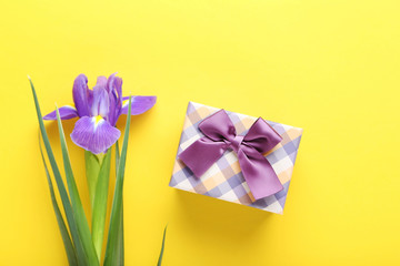 Purple iris flower with gift box on yellow background