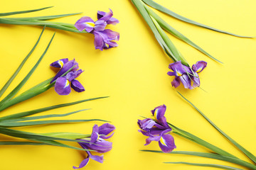 Purple iris flowers on yellow background